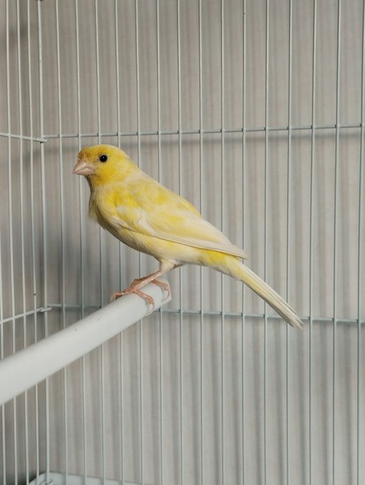 Kanareyka nar sotiladi