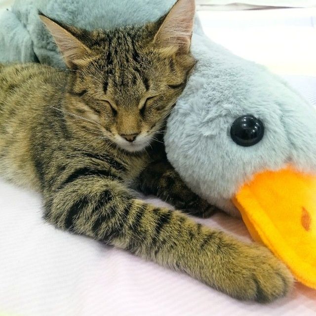 Котенок в добрые руки