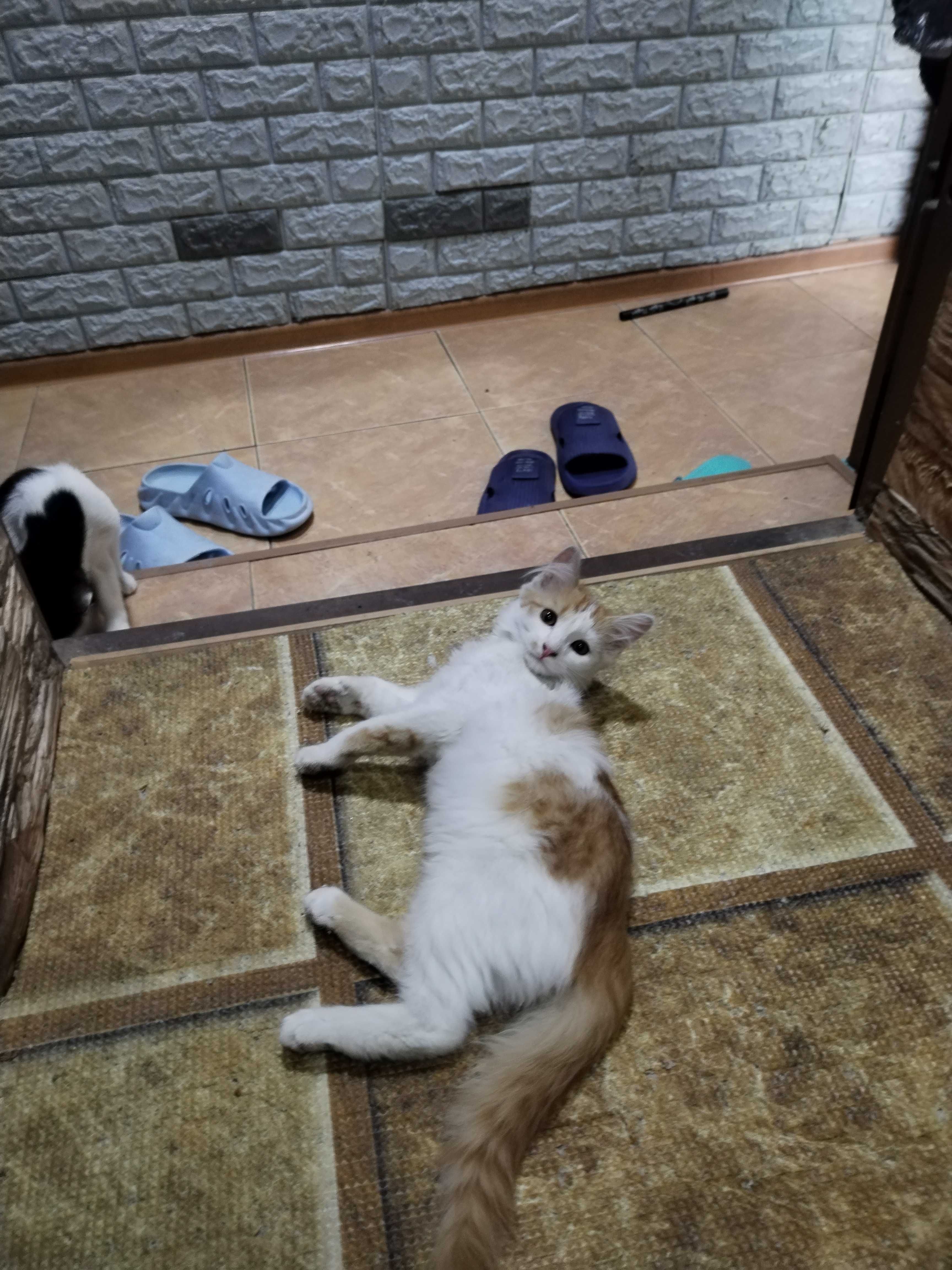 Домашние Котята в добрые руки!