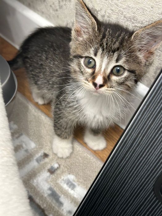 Котенок в хорошие руки