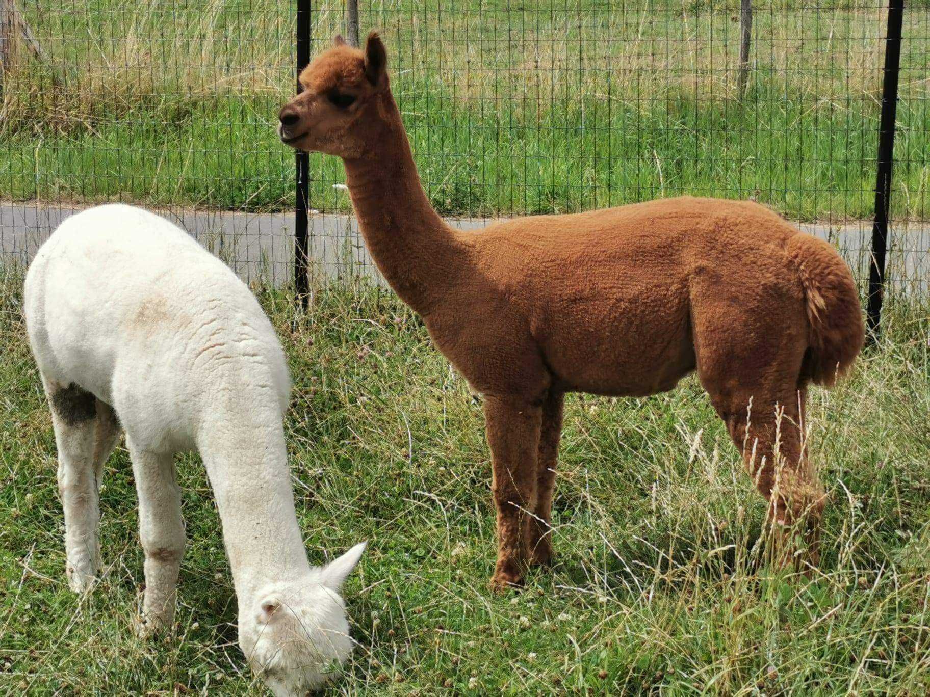 Vând pereche Alpaca