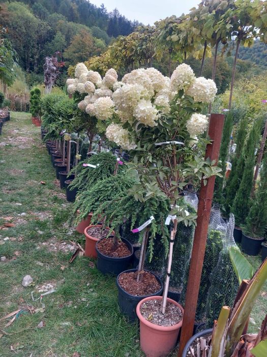Adu Natura mai aproape de tine cu plante naturale aclimatizate