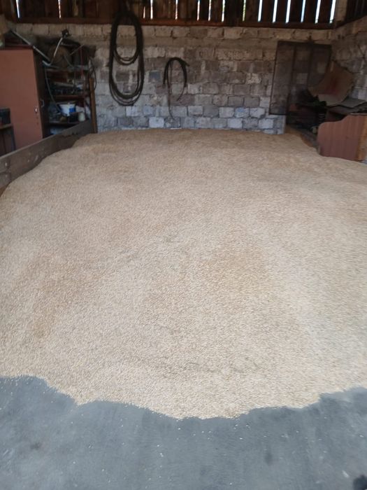 Triticală producție 2025