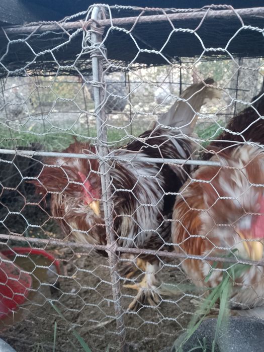 Oferta!Cocoși strumsky moțate bărboase!!!