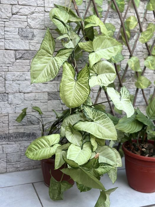 Растения-естественный фильтр воздуха