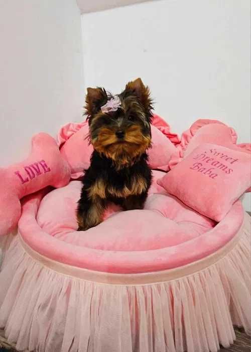 Pui Yorkshire Terrier disponibili