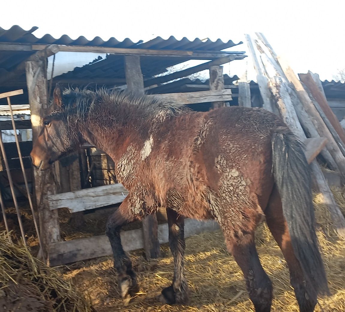 Продам жеребёнка