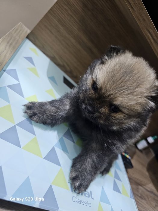 Померан мини шпиц