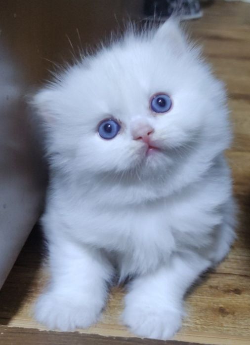 Очаровательные котята!