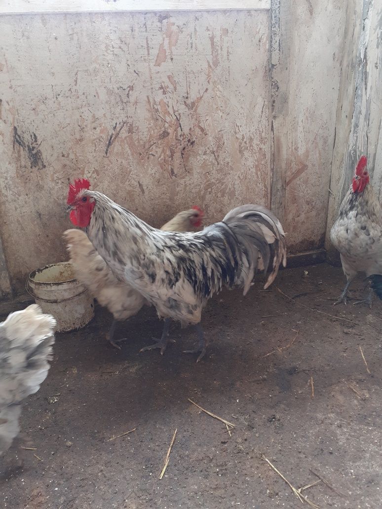 Cocosi australorp splash