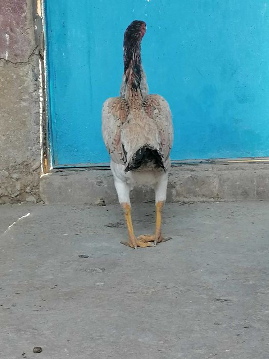 Байтсцофка мекендер сатылады.