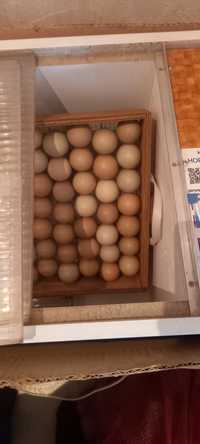 Фазаны инкубационное яйцо фазана