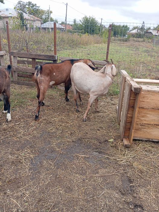 Țap anglonubian de vânzare