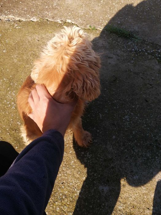 Женско Куче за трюфели