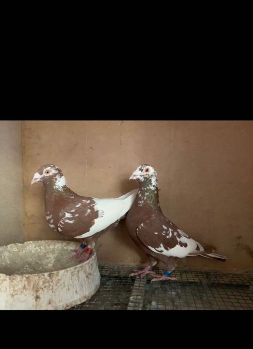 Porumbei voiajori colorati