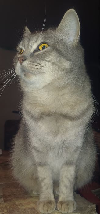 Отдам кошек в хорошие руки