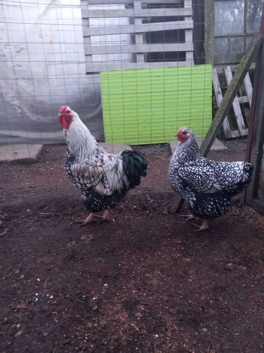 Vand cocos + gaina wyandotte argintiu