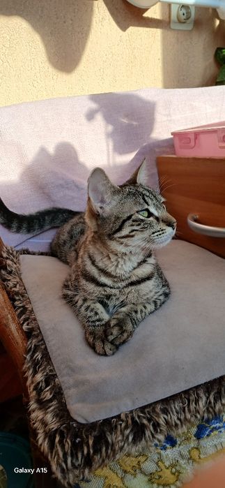 Donez pisicuța cuminte si iubitoare.