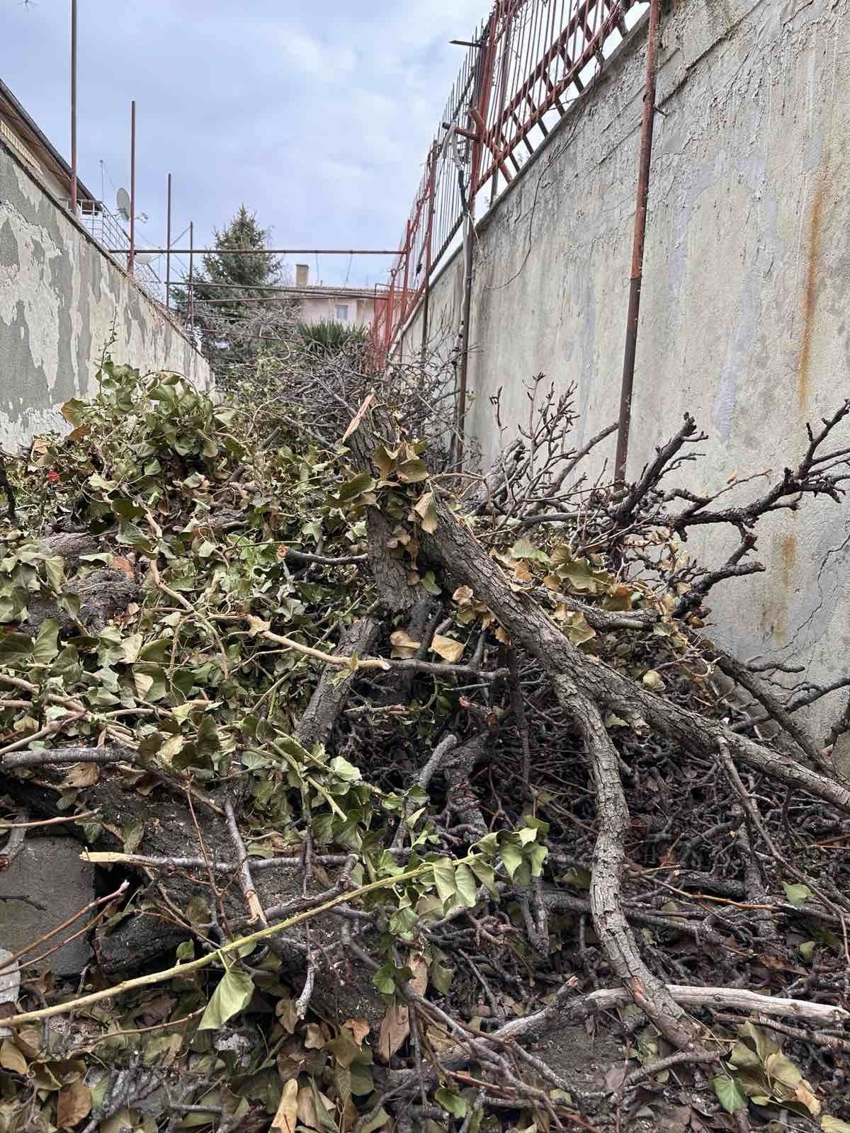 Рязане на дървета, санитарна сеч, дробене на клони, извозване