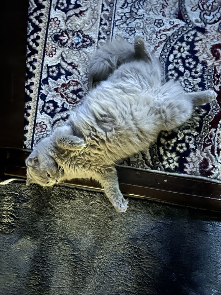 Скоттиш фолд чистокровный