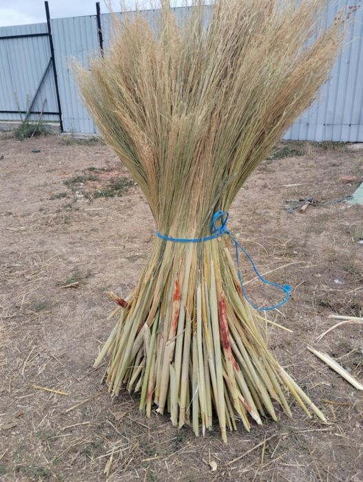 Vând sorg/ tătarcă de anul ăsta