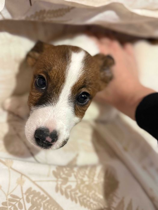 Джесика – сладко игриво женско кученце Джак Ръсел търси дом