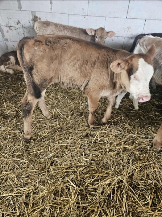 Vând vițeiiiiii...