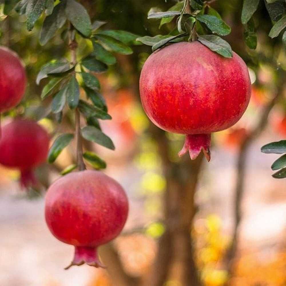 Pom fructifer rodiu Parfianka, rezista la -15°C inaltime 170 - 200 cm