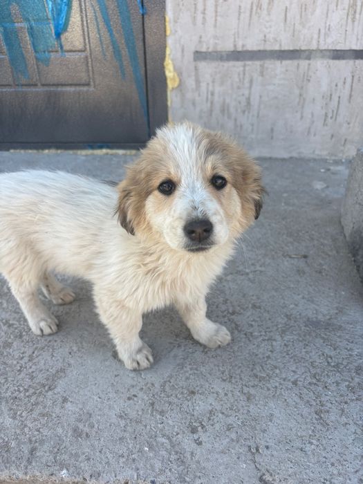 Отдам щенков в добрые руки