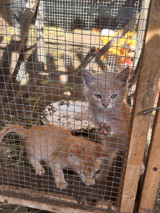 Doua pisicute portocalii micute