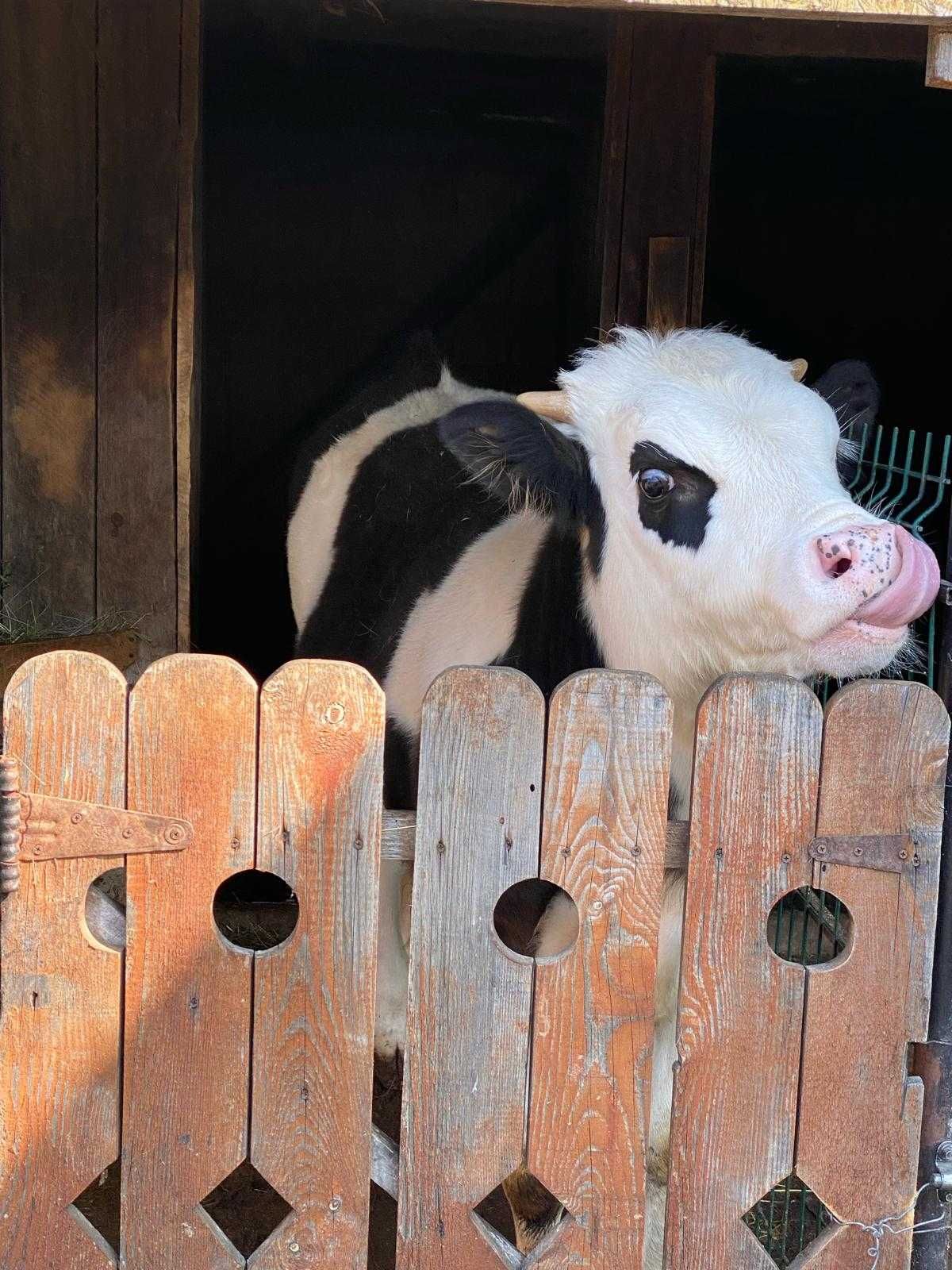 VIȚEL DE VÂNZARE - rasa Holstein