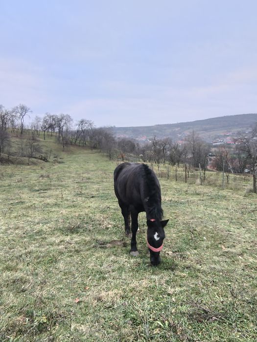 Vând mânză de 3 ani învățată la caruta