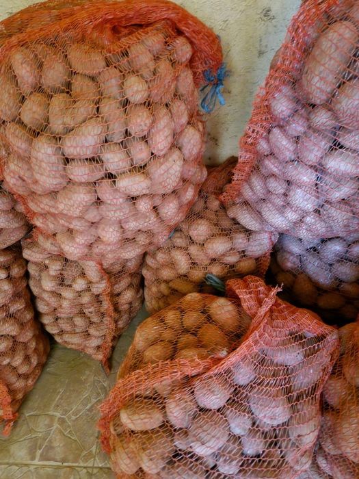 Vând cartofi pentru animale producție 2025