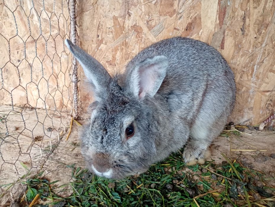 De vânzare detalii in privat. Județul Suceava