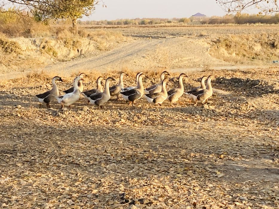 Гозлар сотилади , гузы продаются соглом