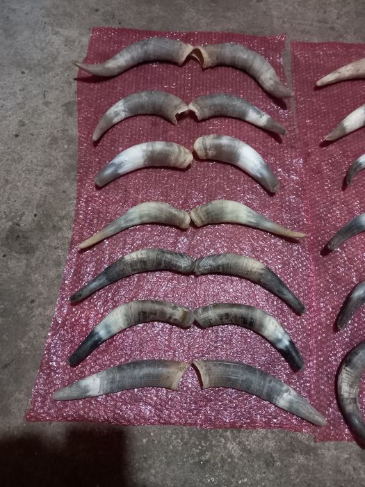 Decorațiuni coarne  pentru măști