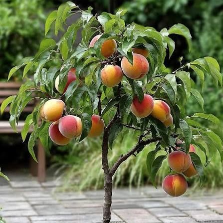 Pomi fructiferi pitici