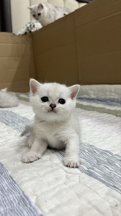 Британская Серебристая Шиншилла