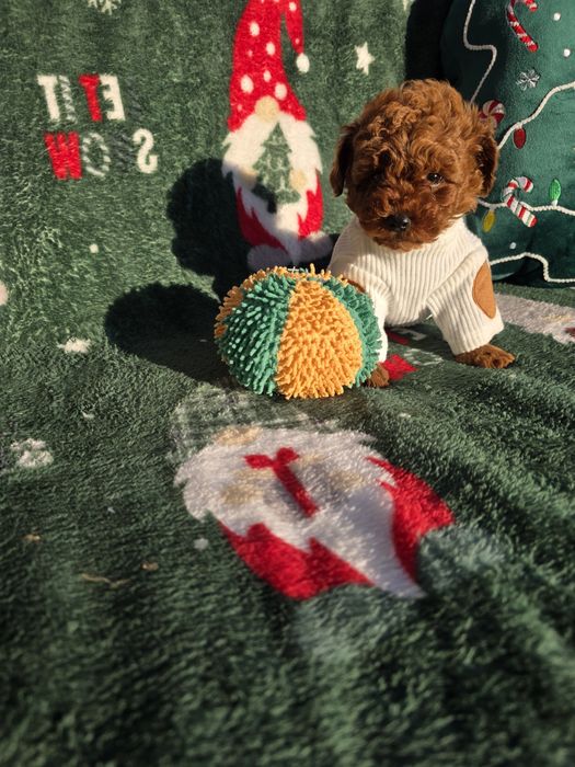 Запазено! Пудел той/Toy poodle/Момчета 100% той