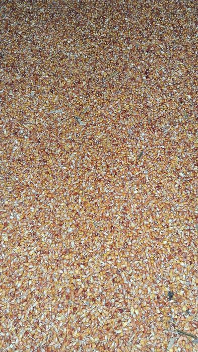 Vand porumb cantitate mare productie 2025 kws+pioneer