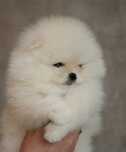 Pomeranian mini toy