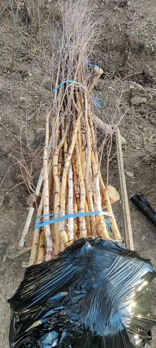 Mesteacăn alb înălțime 2 metri