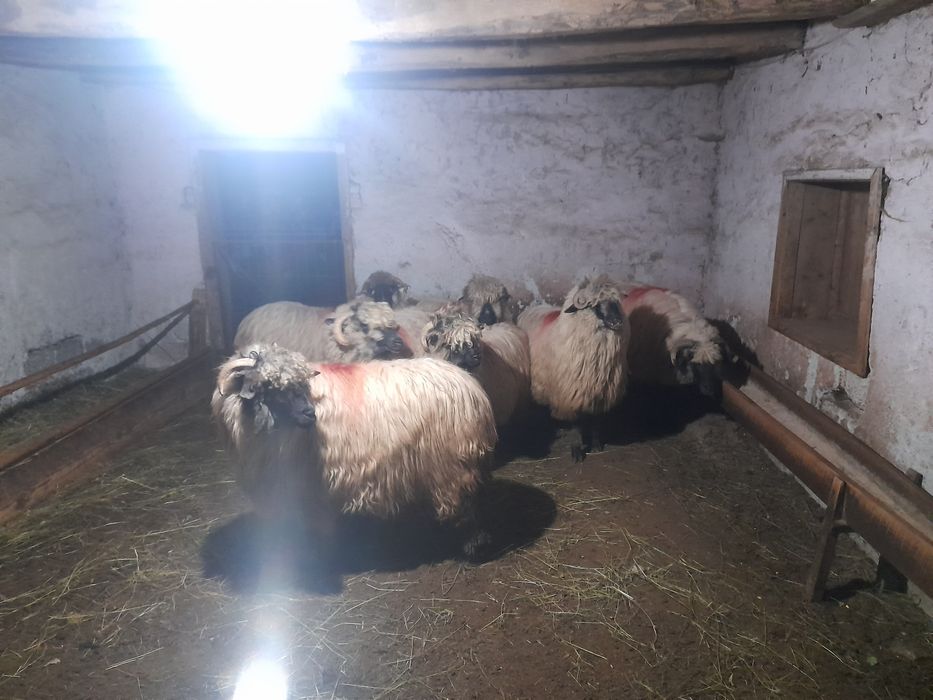 Vând oi Bucălăi...