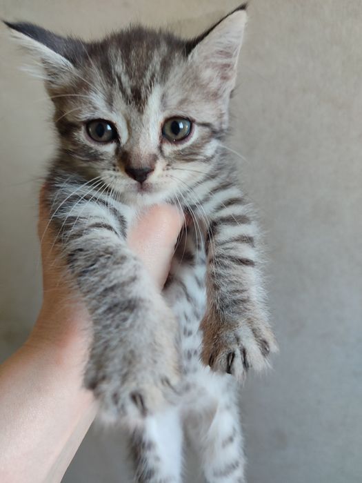 Отдам даром котят
