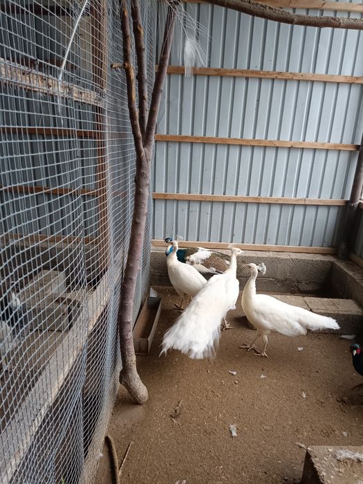 Продам павлинов разных видов и возрастовпропр