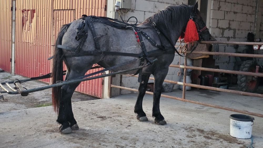 Schimb doar cu vaci, tauri sau vitei-Iapă, manza tânără  de 2 ani si 3