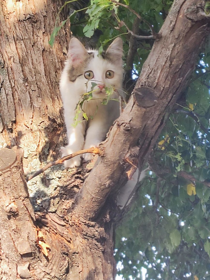 Котёнок от матери крысоловки