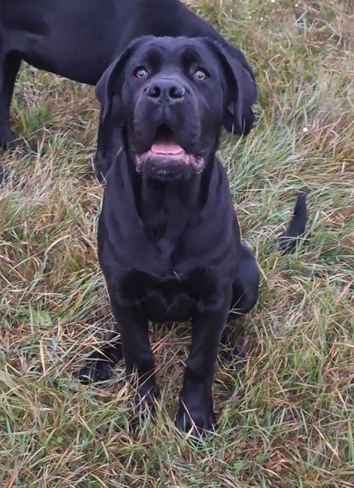 Cane Corso femela