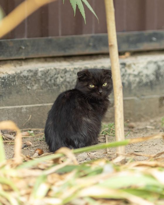 Чёрный вислоухий котёнок