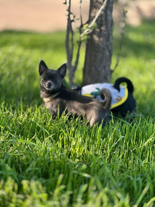 К  продаже готовятся прекрасные мини чихуахуа.чистокровные